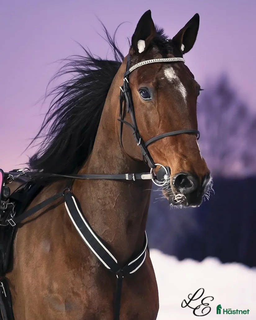  hästar Genomsnäll valack ⭐️ - Annons 5