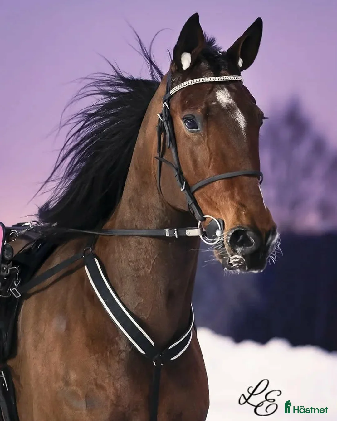 Allround hästar till salu: Genomsnäll valack ⭐️ - Annons 1