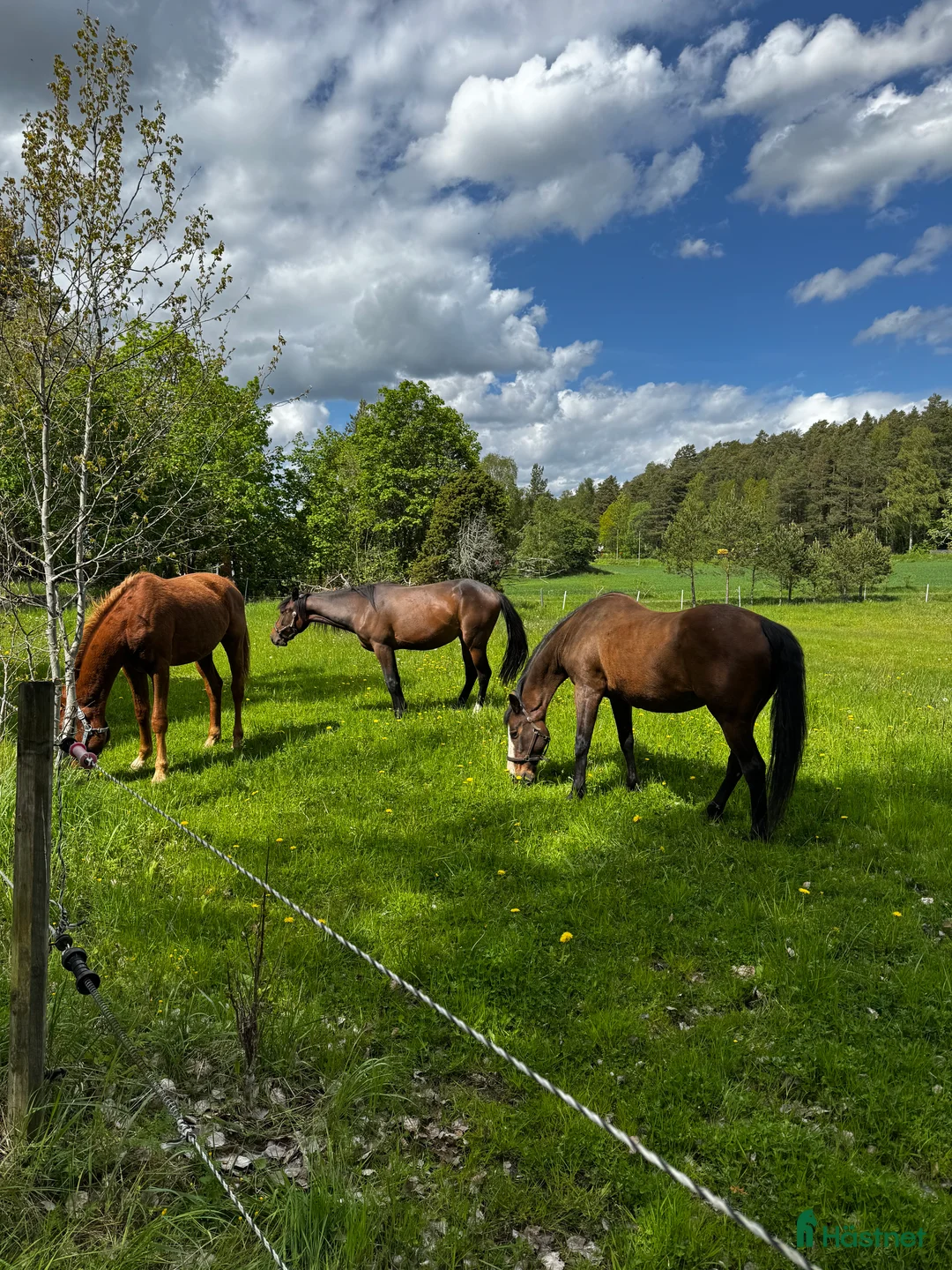  stallplats finnes: Sommarbete för sto! i Rimbo - Annons 1