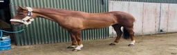Allround hästar till salu: Lovely allrounder type 160cm - Annons 17