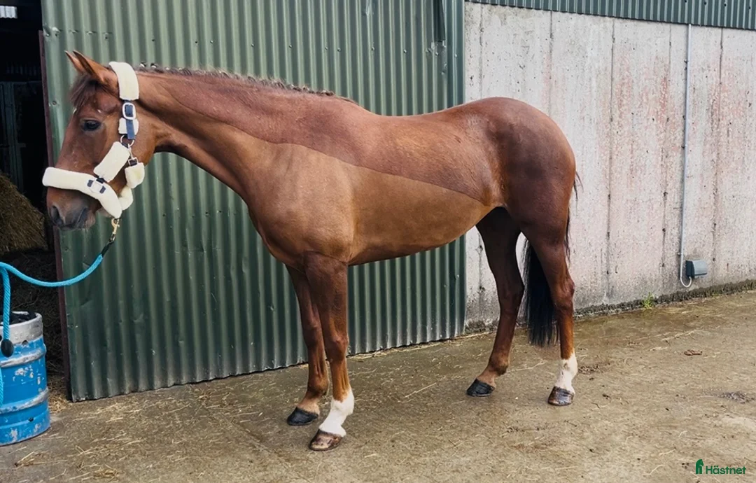 Allround hästar till salu: Lovely allrounder type 160cm - Annons 17