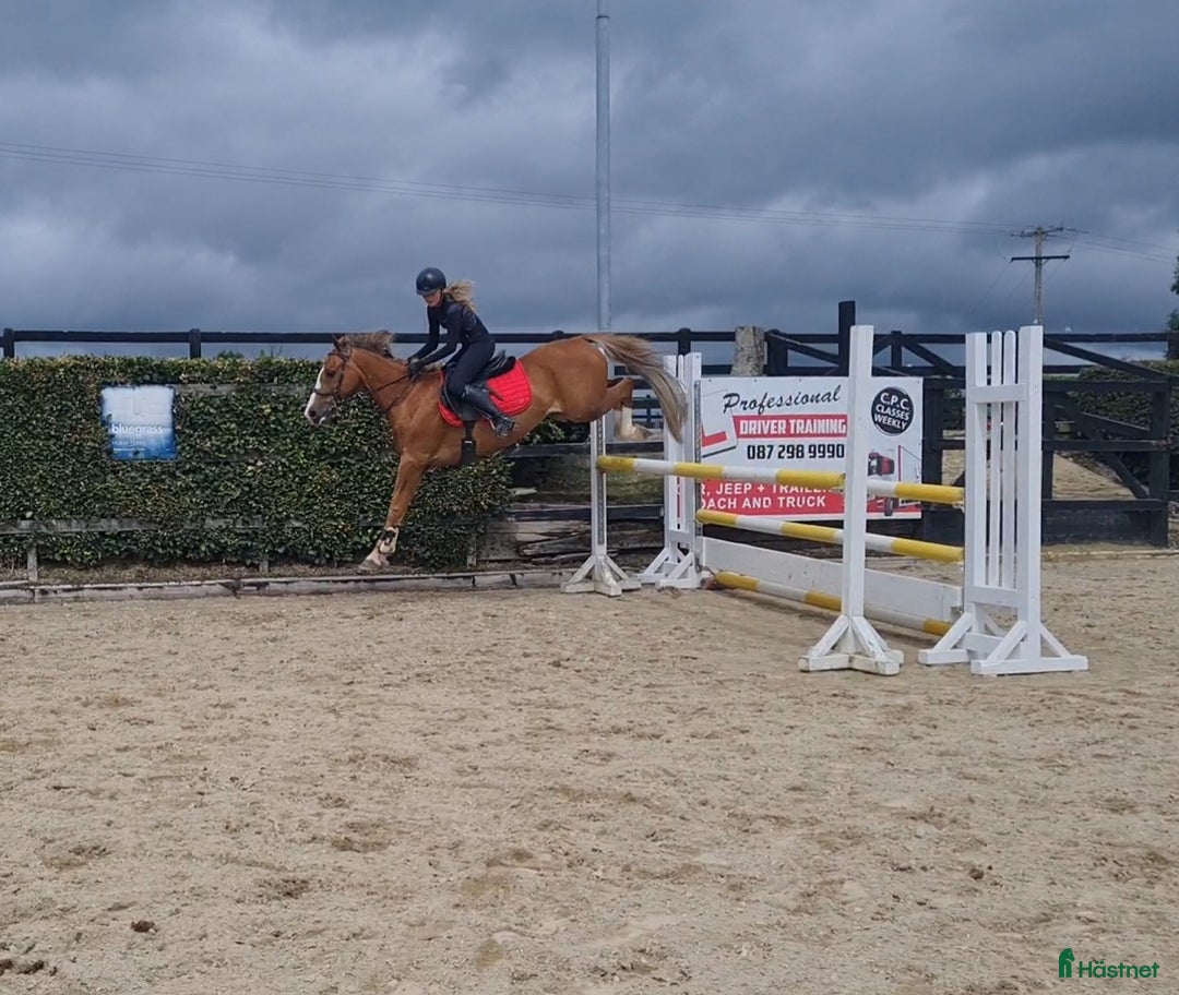 Dressyr hästar till salu: Super amazing pony i Göteborg - Annons 4