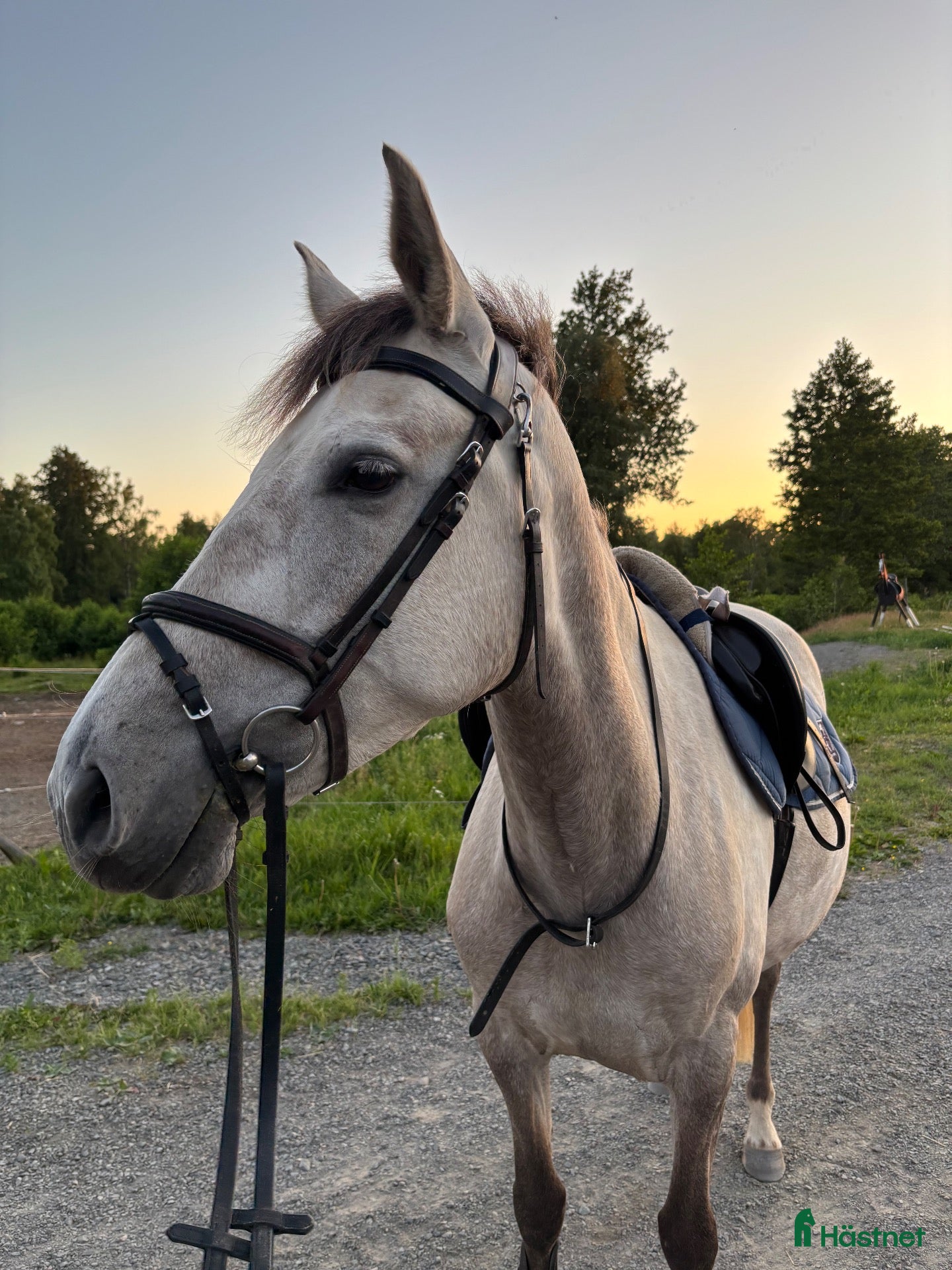  hästar Lyxig allround/hobbyhäst - Annons 1