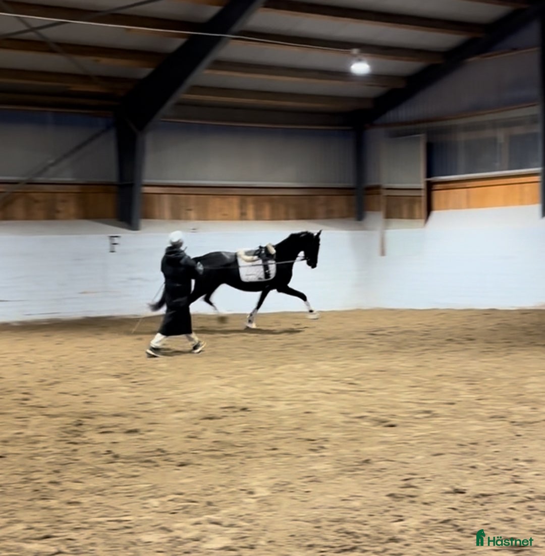 Dressyr hästar till salu: Se hit om du letar unghäst av hög kvalité  i Sparreholm - Annons 2