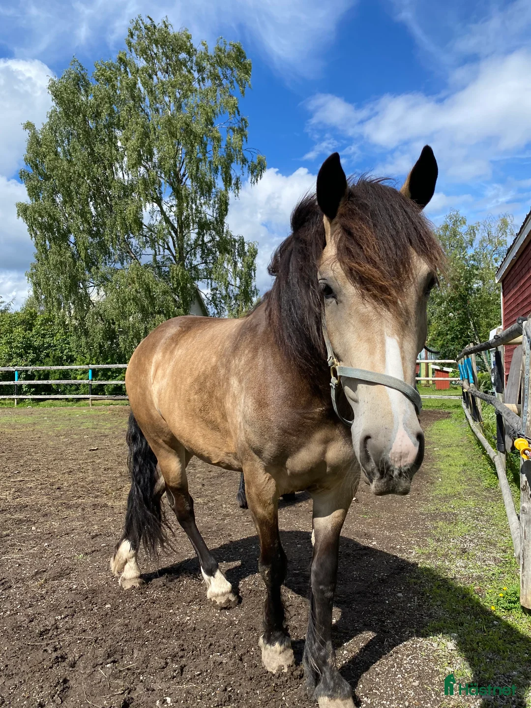 Allround hästar till salu: Charmigt sto för ridning/körning  i Östersund - Annons 6