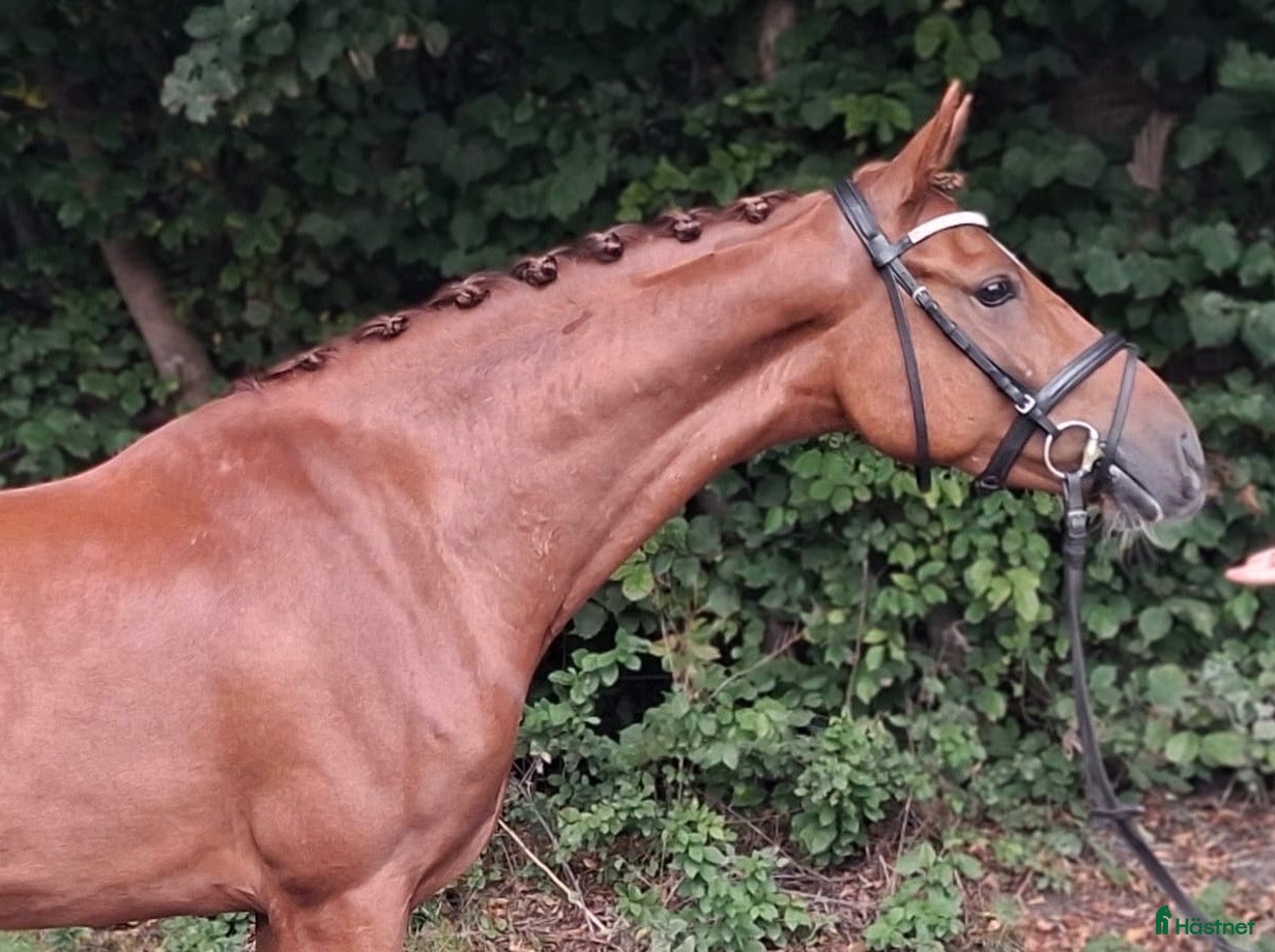  hästar Top ridelig pony - Annons 1