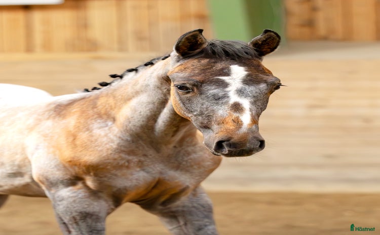  hästar i Eskilstuna - Annons 3