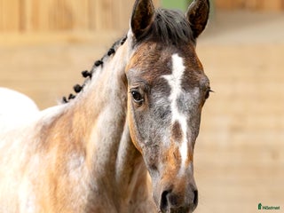 hästar Hingstföl e: Untouchable från starkt möderne i Eskilstuna - Annons 1
