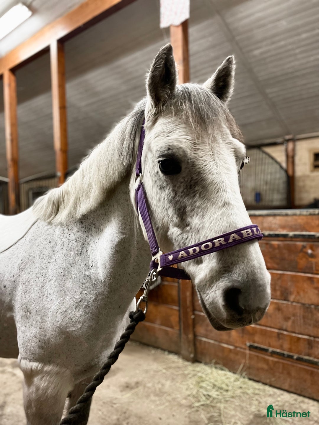 Allround hästar till salu: Charmig valack - en framtida 🌟 i Brunflo - Annons 4