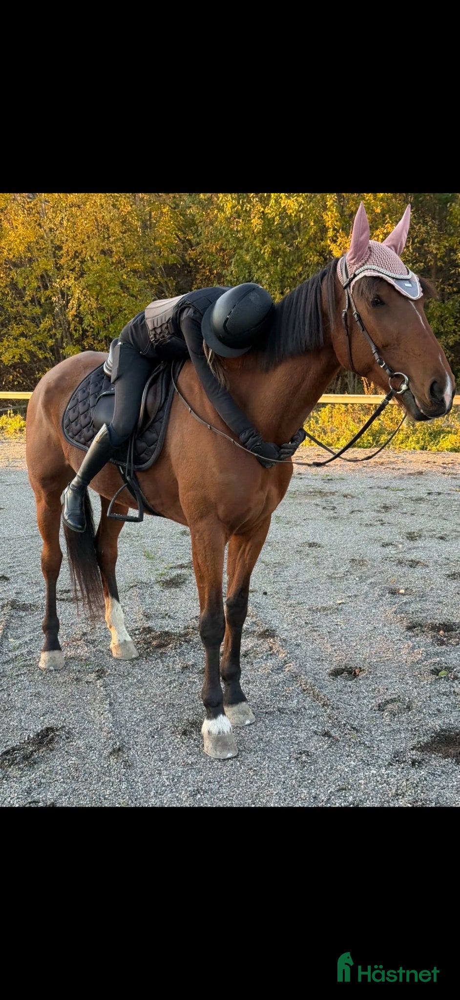  hästar Världens finaste häst - Annons 6