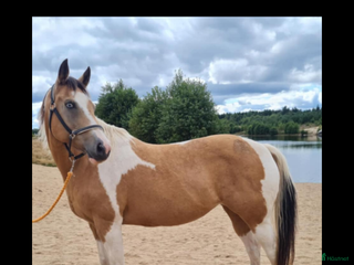 hästar i Falun - Annons 28