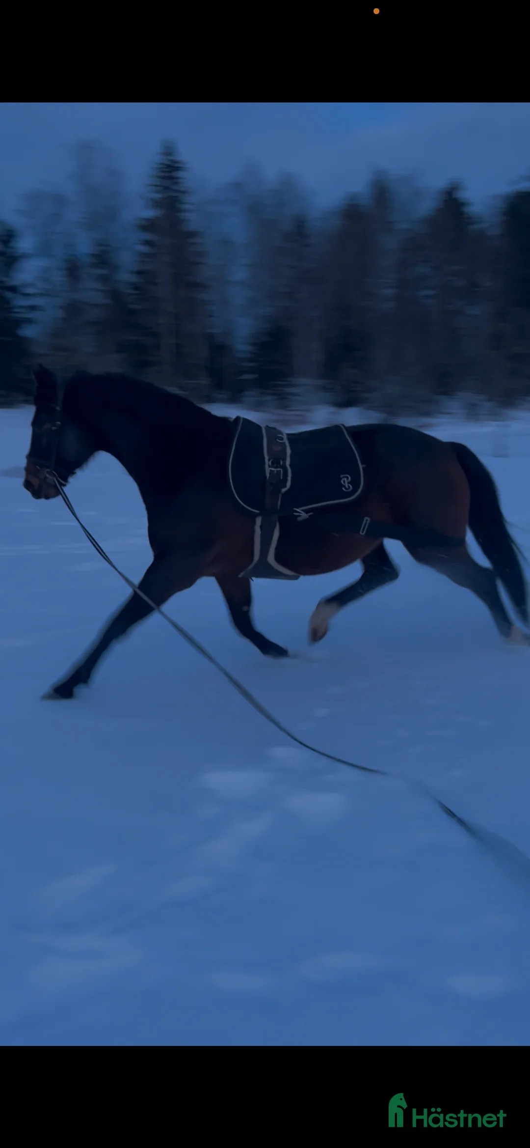 Hoppning hästar till salu: Häst som kan nå så långt du vill!! - Annons 2