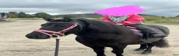 Allround hästar till salu: Shetlandsponny valack, 6 år, söker aktivt hem 🖤 - Annons 1