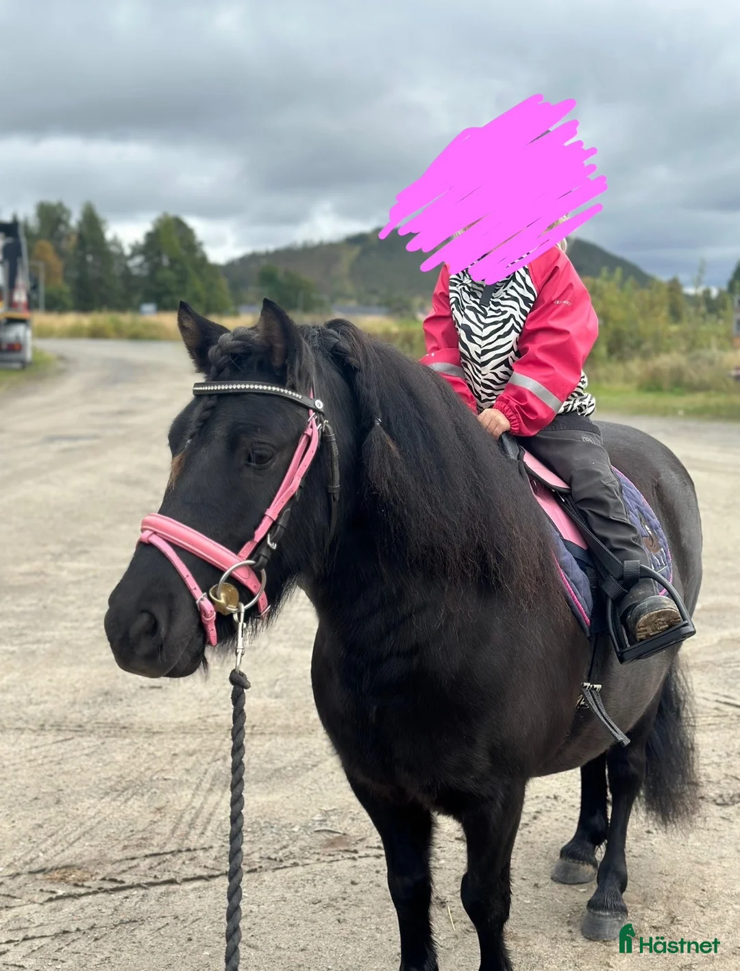 Allround hästar till salu: Shetlandsponny valack, 6 år, söker aktivt hem 🖤 - Annons 1