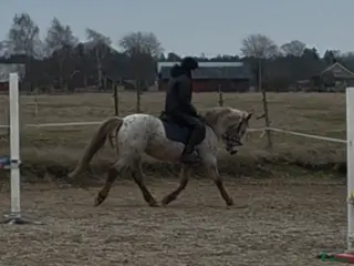 foderhäst finnes: Cponny uthyres/samarbete - Annons 3