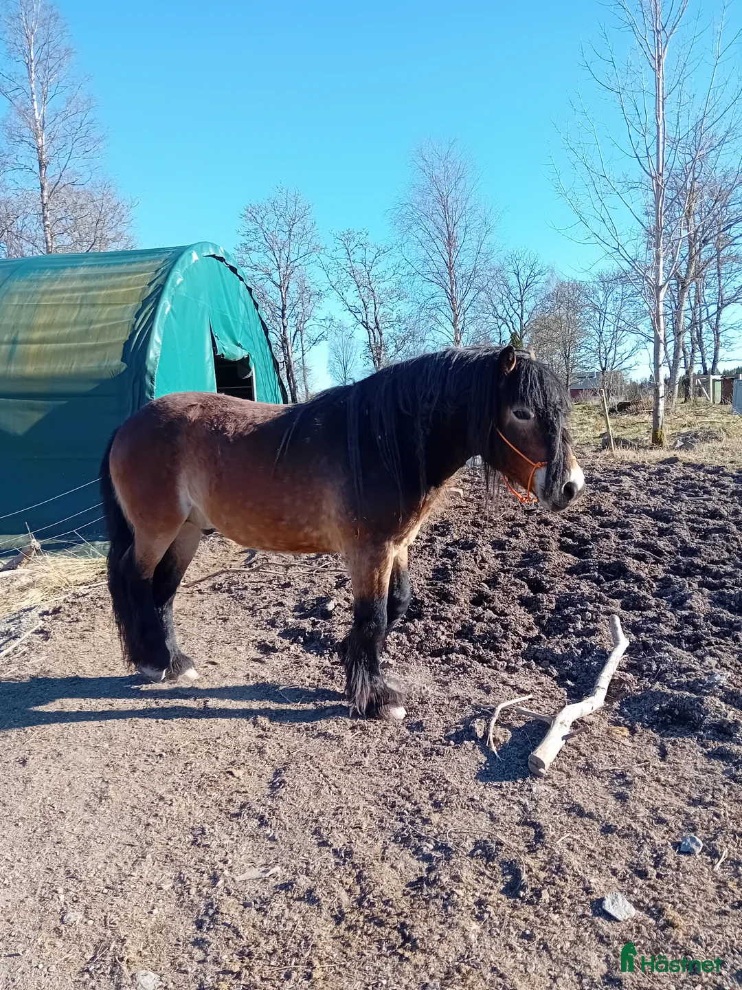 Övrigt hästar till salu: Vackraste Banjo - Annons 2