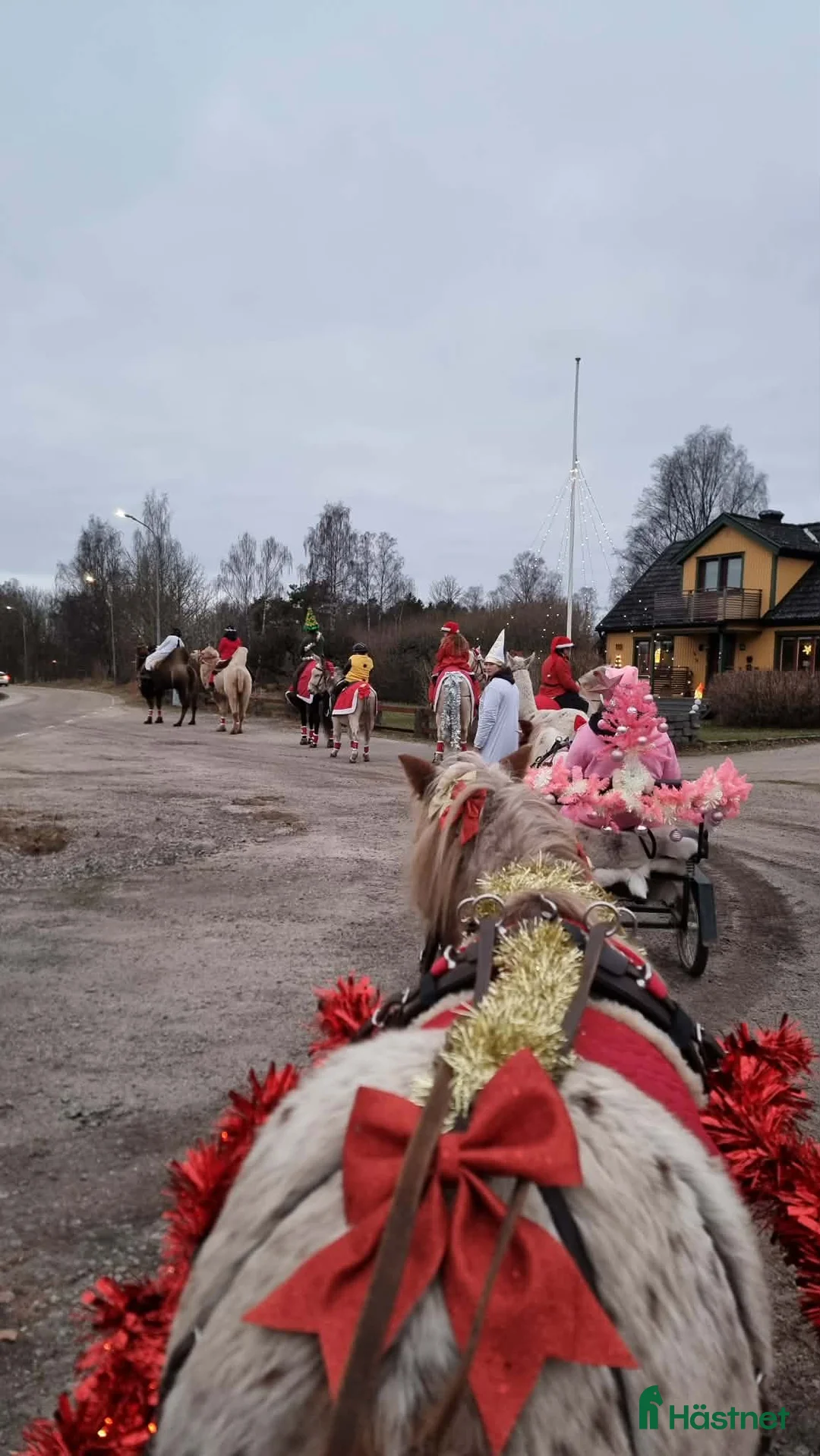  foderhäst finnes: Pigg B-ponny för körning och annat kul  i Hasslö - Annons 3