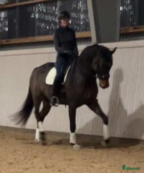  hästar Sto med massor av kapacitet - Annons 3