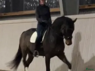 hästar Sto med massor av kapacitet - Annons 3