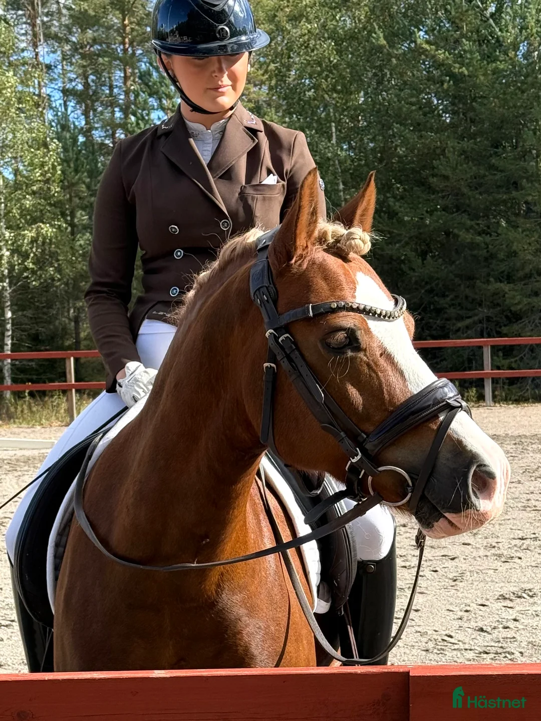 Dressyr hästar till salu: Vacker och uttrycksfull fei-ponny  - Annons 3