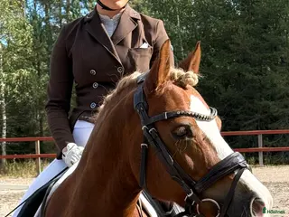 hästar Vacker och uttrycksfull fei-ponny - Annons 1