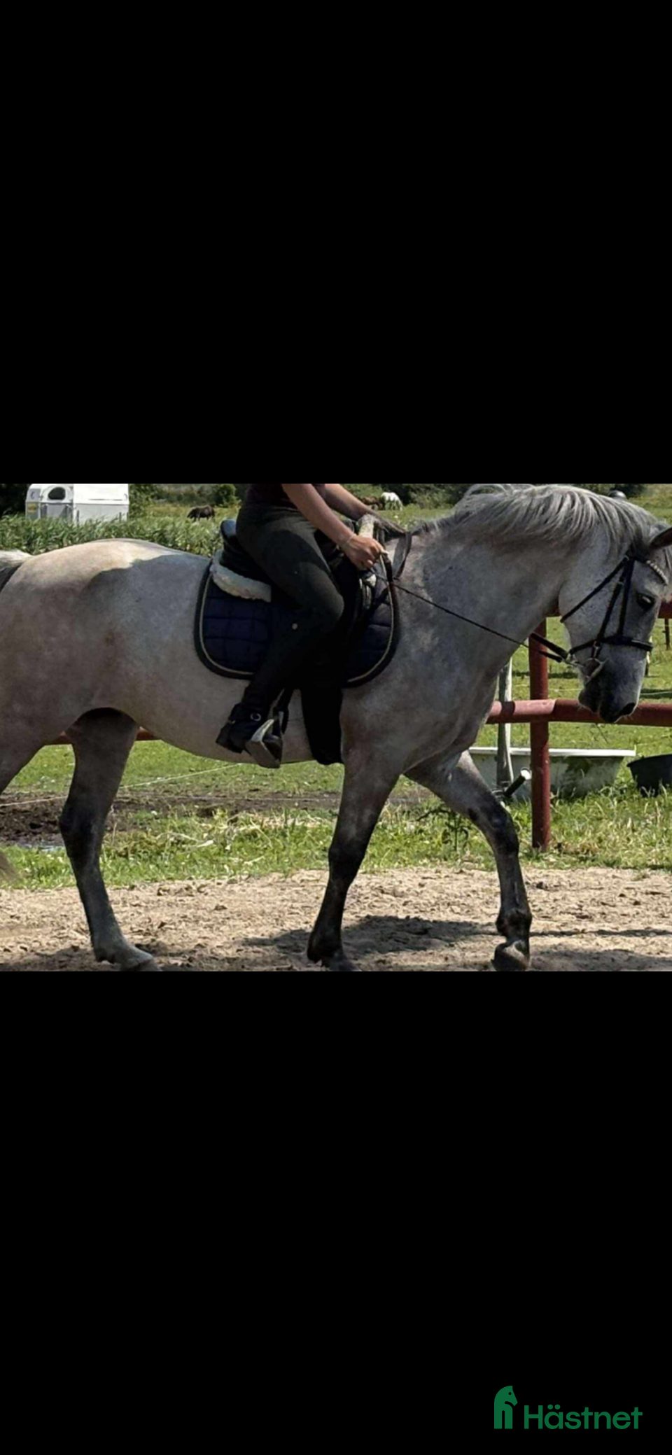  hästar Fin B-ponny / tävlings ponny - Annons 1