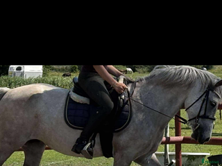 hästar Fin B-ponny / tävlings ponny - Annons 1