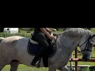 hästar Fin B-ponny / tävlings ponny - Annons 6