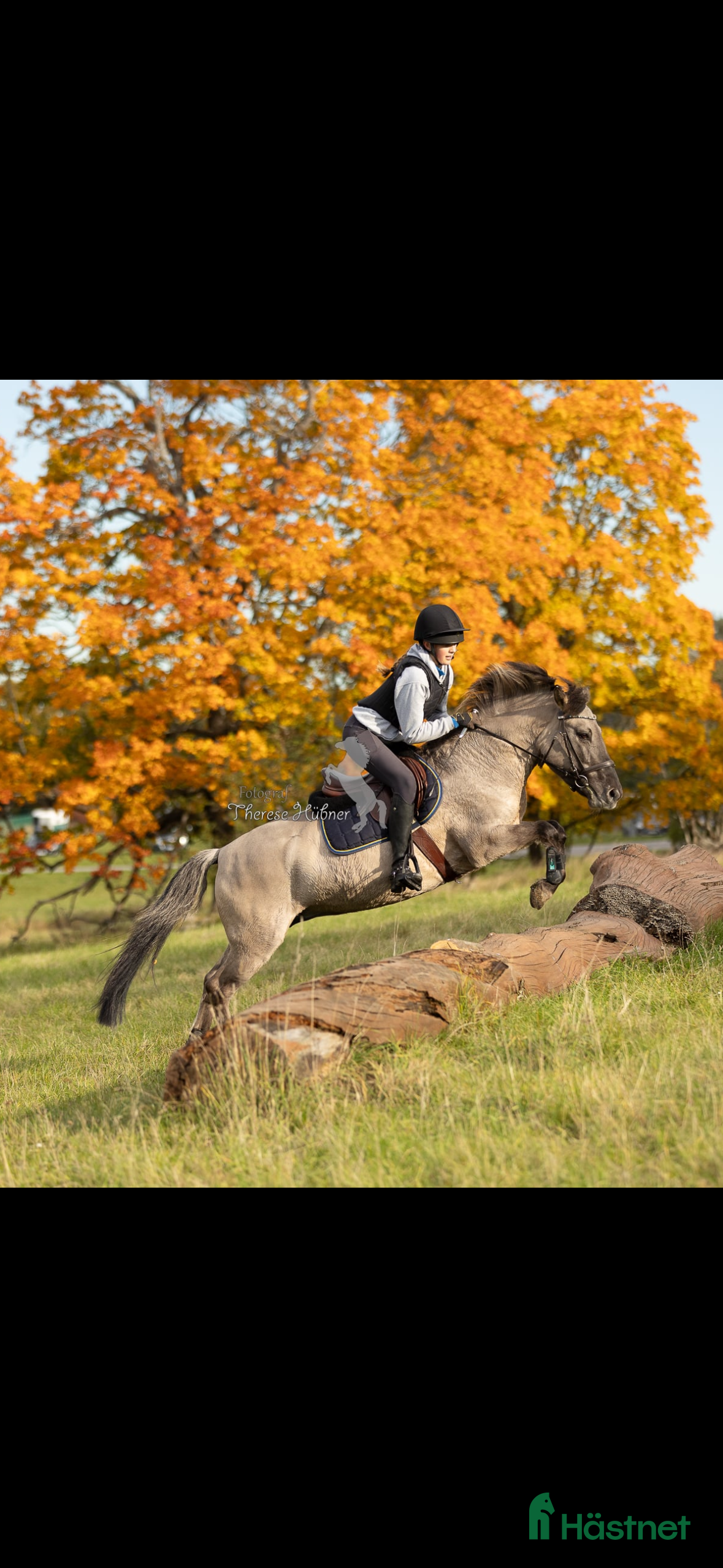  hästar Rätt hem sökes till vår kompis - Annons 14