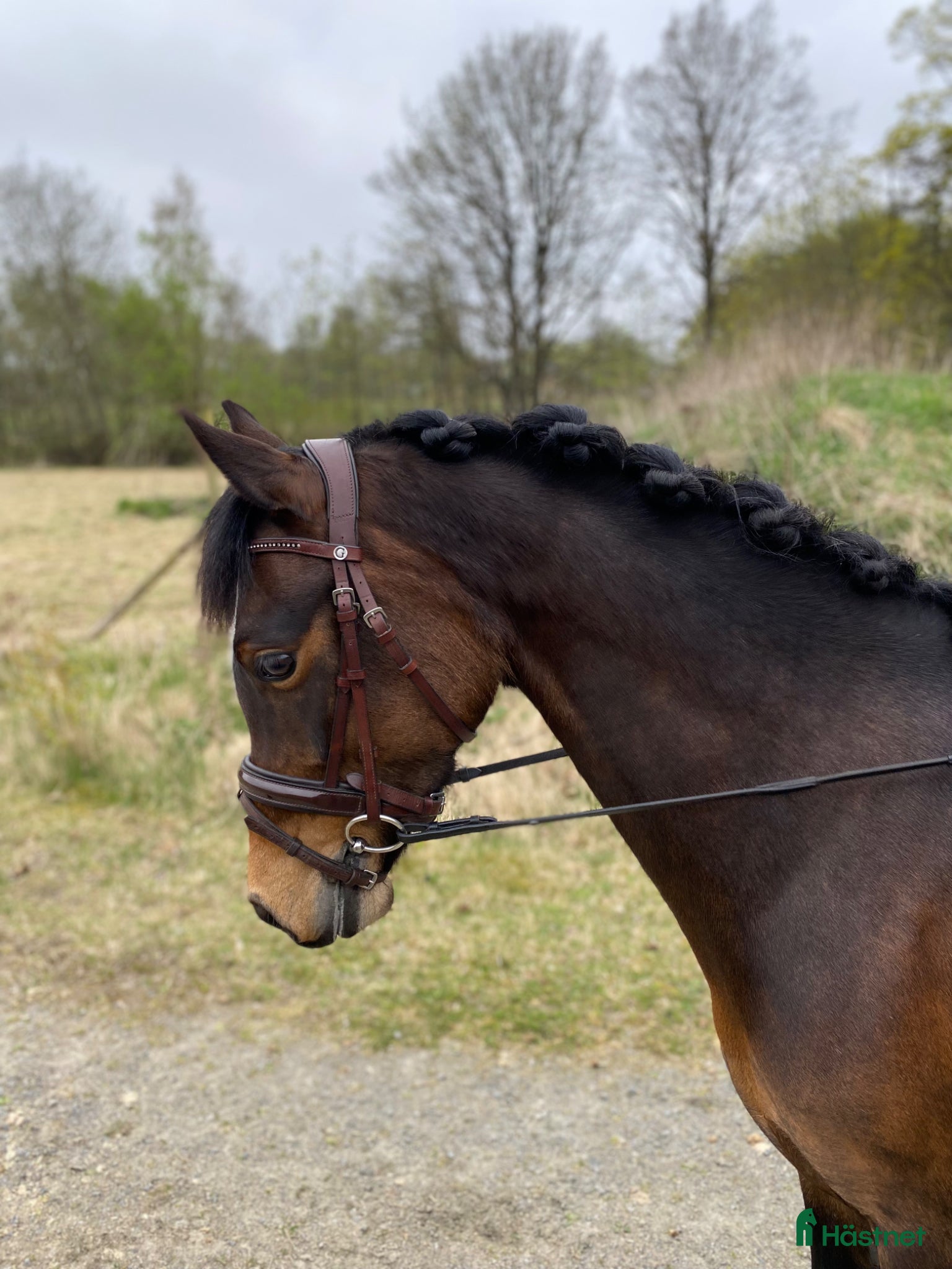  hästar Fin och rolig ponny - Annons 18