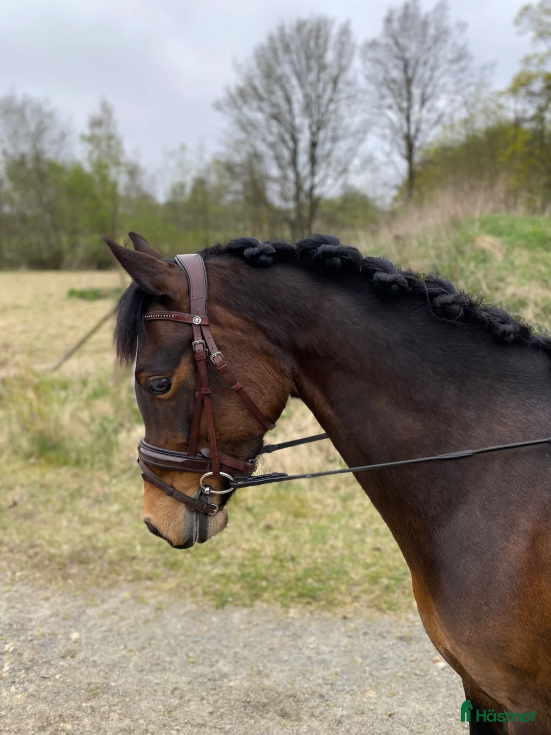 Allround hästar till salu: Fin och rolig ponny - Annons 1