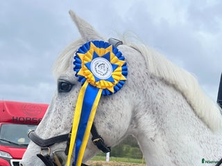 hästar Pigg Rosettplockare i Grebbestad - Annons 7