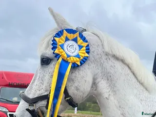 hästar Pigg Rosettplockare - Annons 1