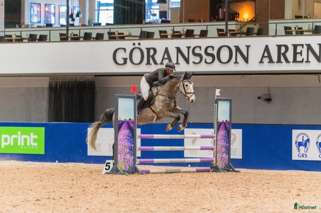 Hoppning hästar till salu: SWB nybliven 8 åring . E.Berlin - Hip Hop  - Annons 1