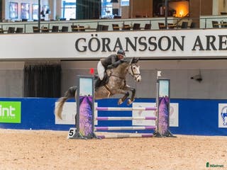 hästar SWB nybliven 8 åring . E.Berlin - Hip Hop - Annons 3