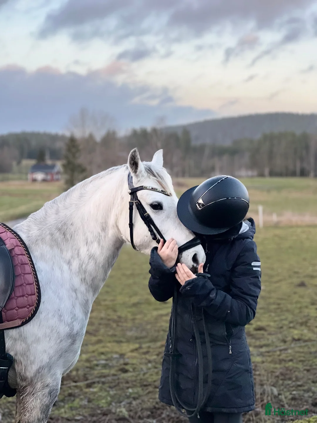 Allround hästar till salu: Trevlig vänlig allround ponny i Kil - Annons 2