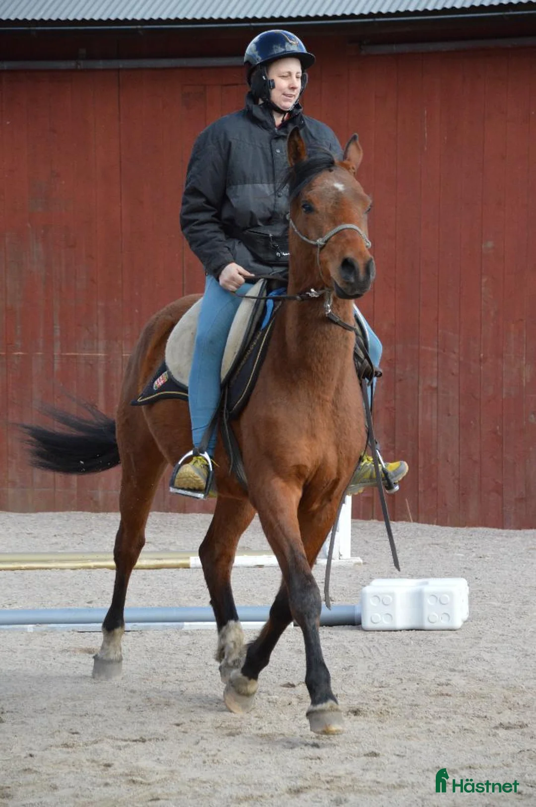 Allround hästar till salu: 3-årig valack – lugn, snäll och påbörjad inridning - Annons 1