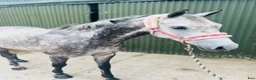 Hoppning hästar till salu: Pumpkin Jack 140cm gelding  - Annons 14