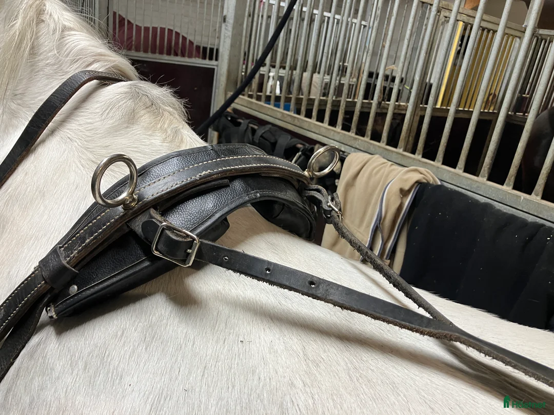 Körselar körning till salu: Bröstsele stl full i Vintrosa - Annons 5