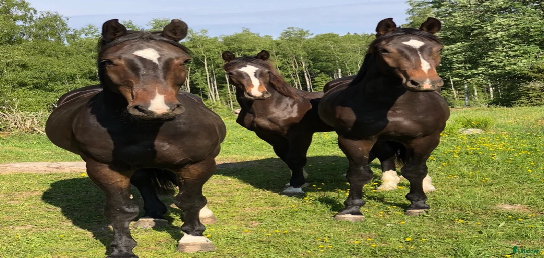 Galleribild {{count}}