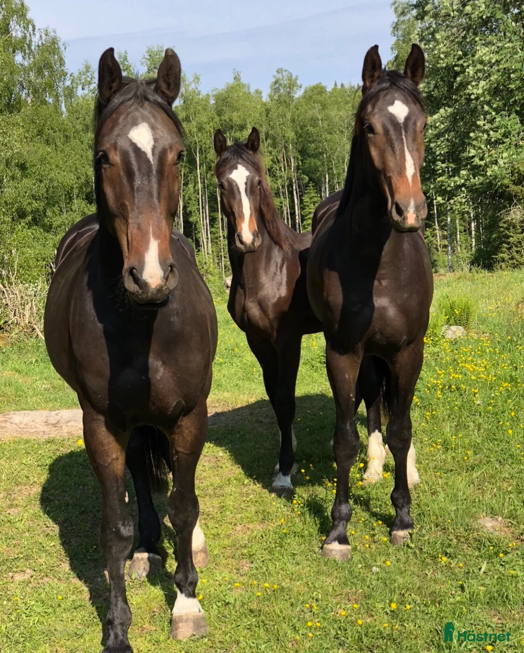 Galleribild {{count}}