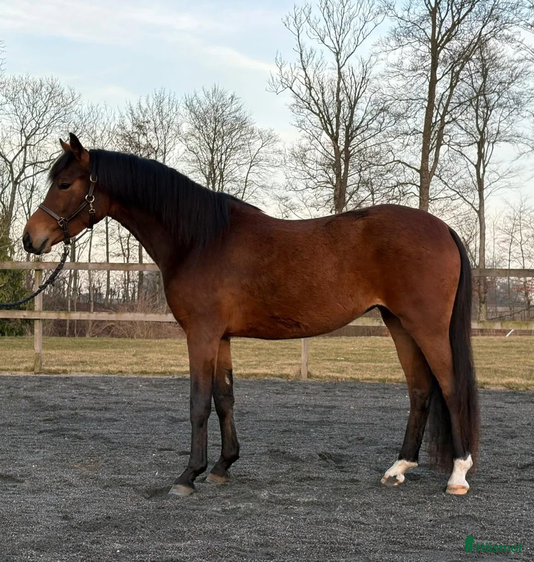 Övrigt hästar till salu: Sportponny för framtiden - Annons 2