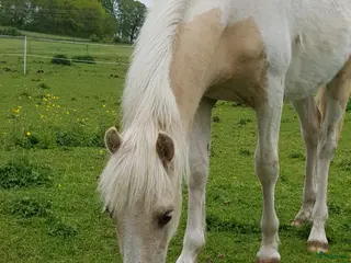 hästar Blivande tävlingsponny. Fint temperament - Annons 2