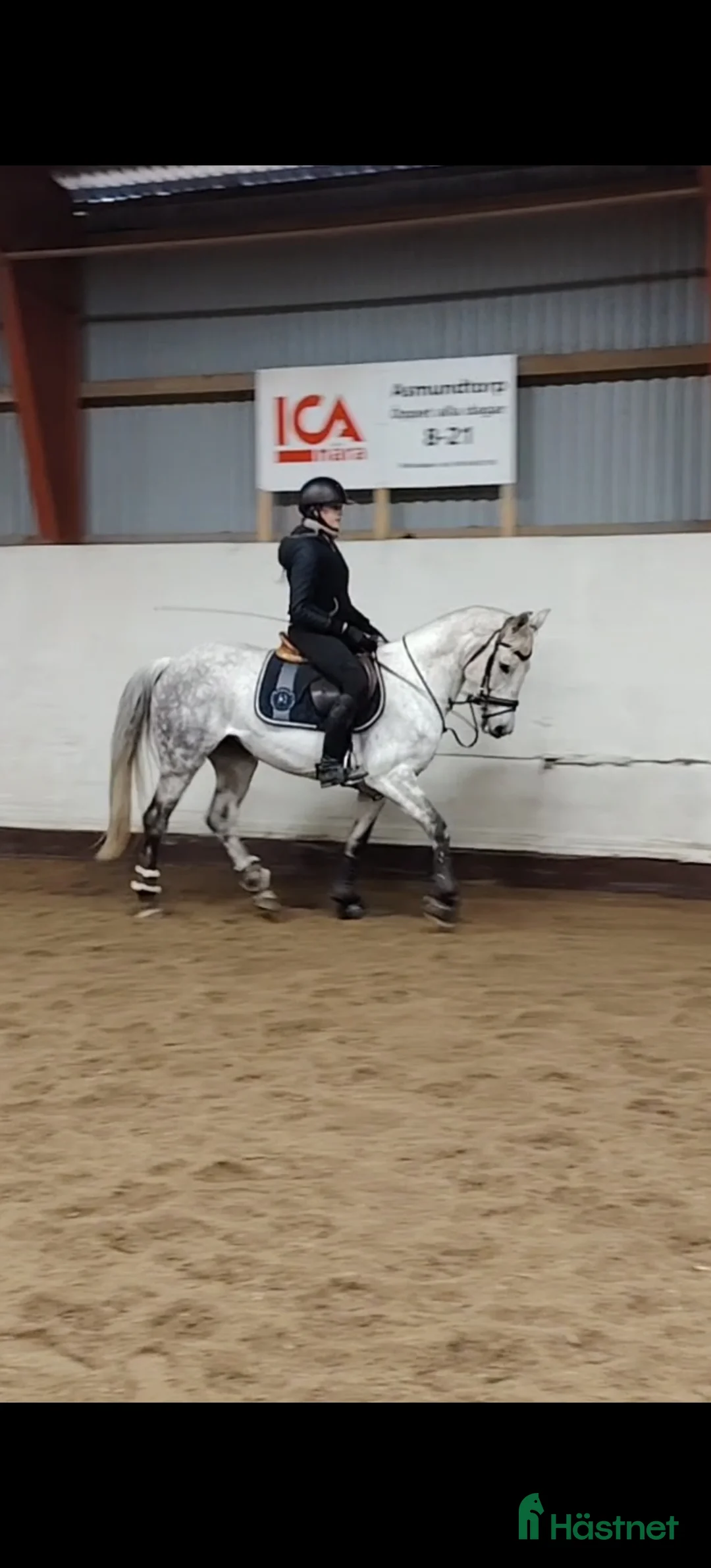 Allround hästar till salu: Snygg d ponny säljes mycket förmånligt!  - Annons 2