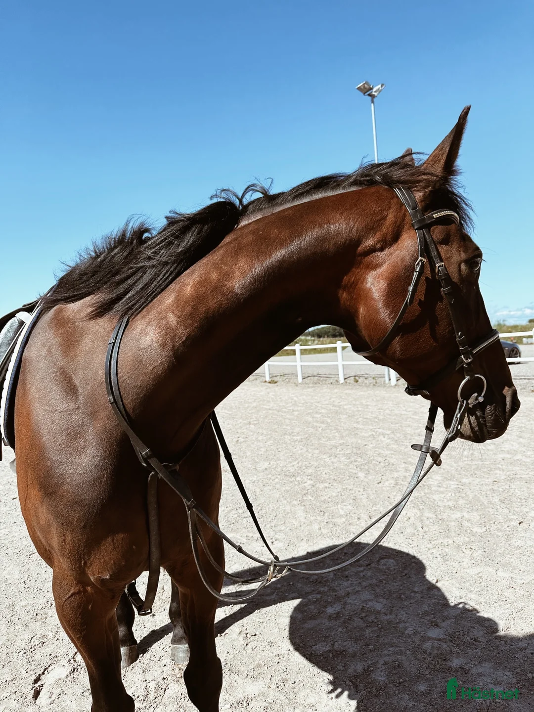 Övrigt hästar till salu: En häst med hjärta av guld - Annons 2