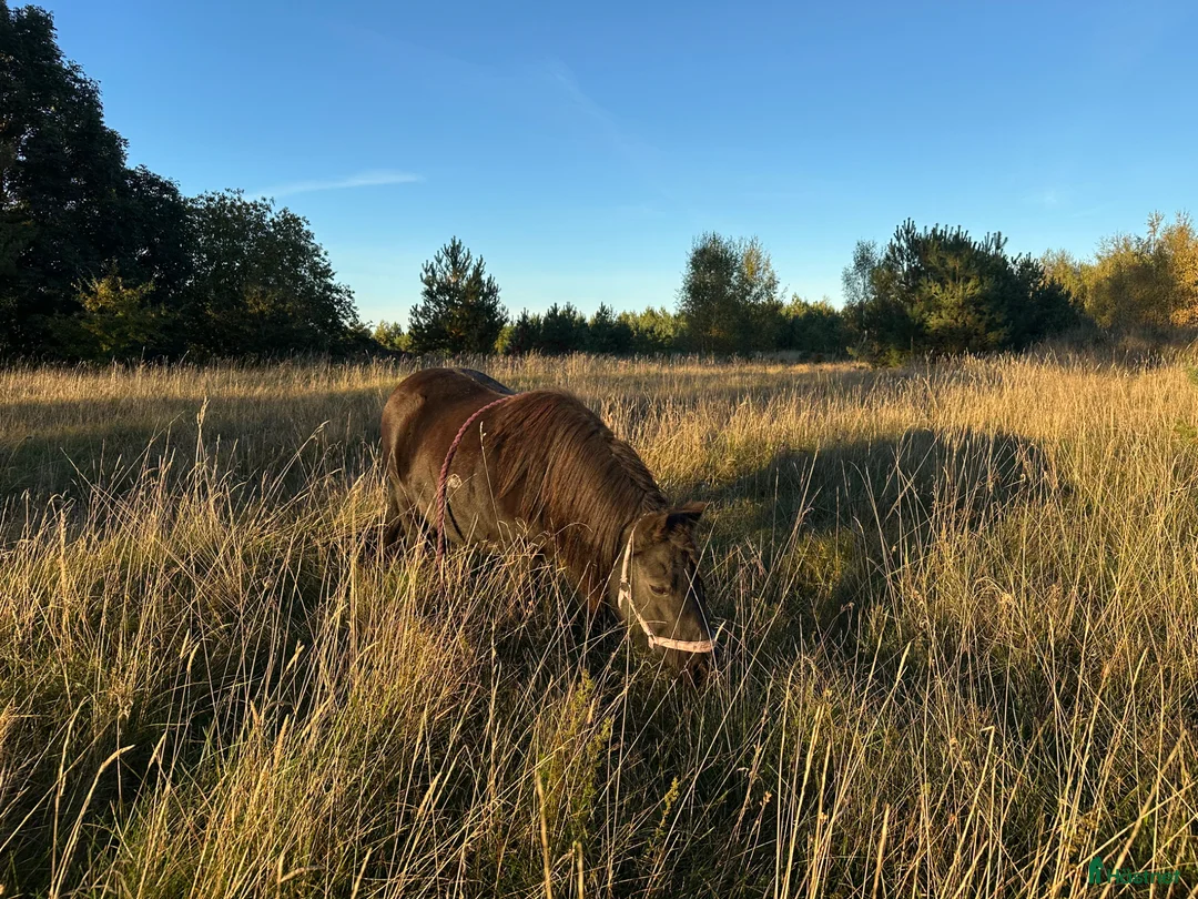 Sällskap hästar sökes: Söker sällskapsponny  - Annons 5