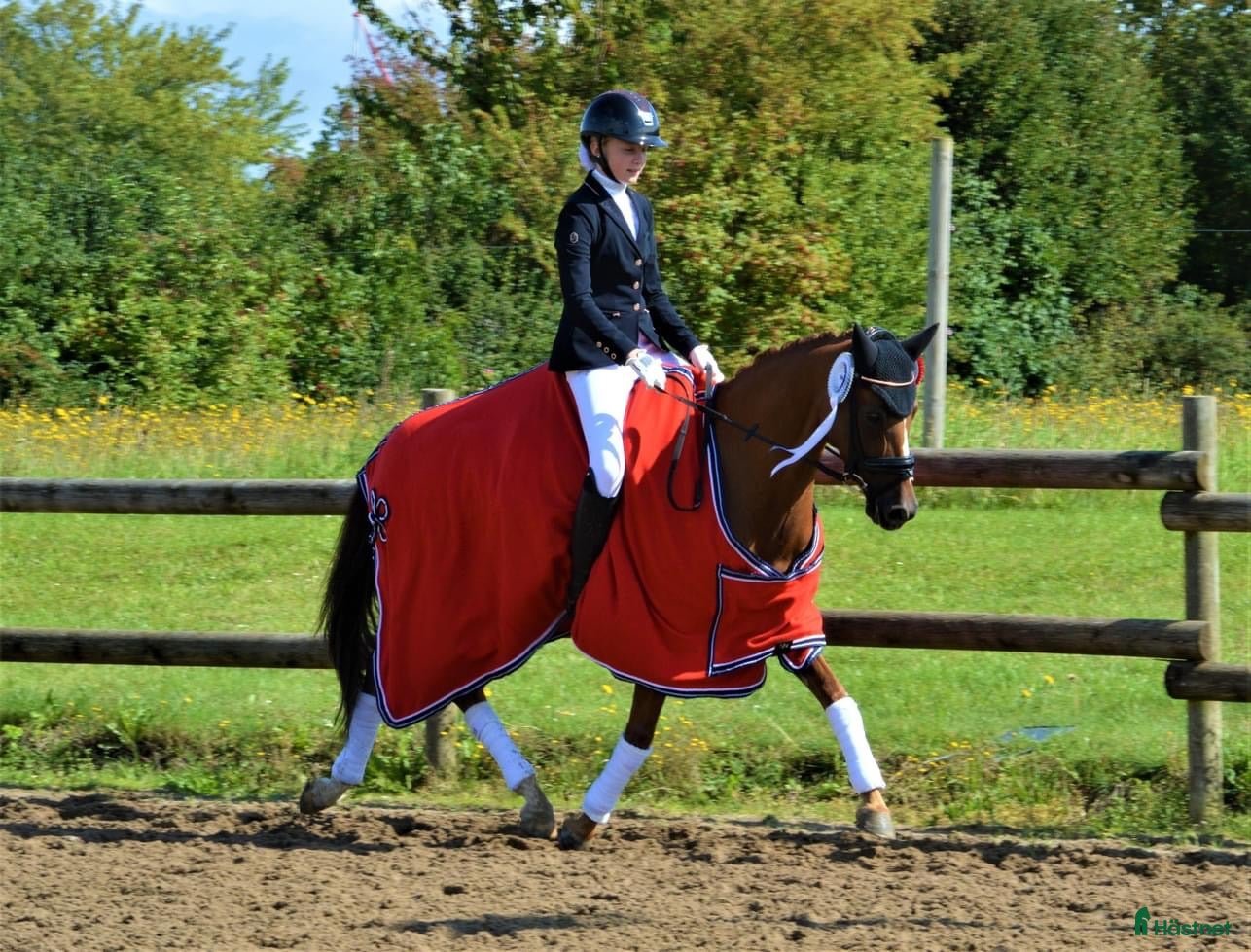  hästar Lovely dressagepony - Annons 4