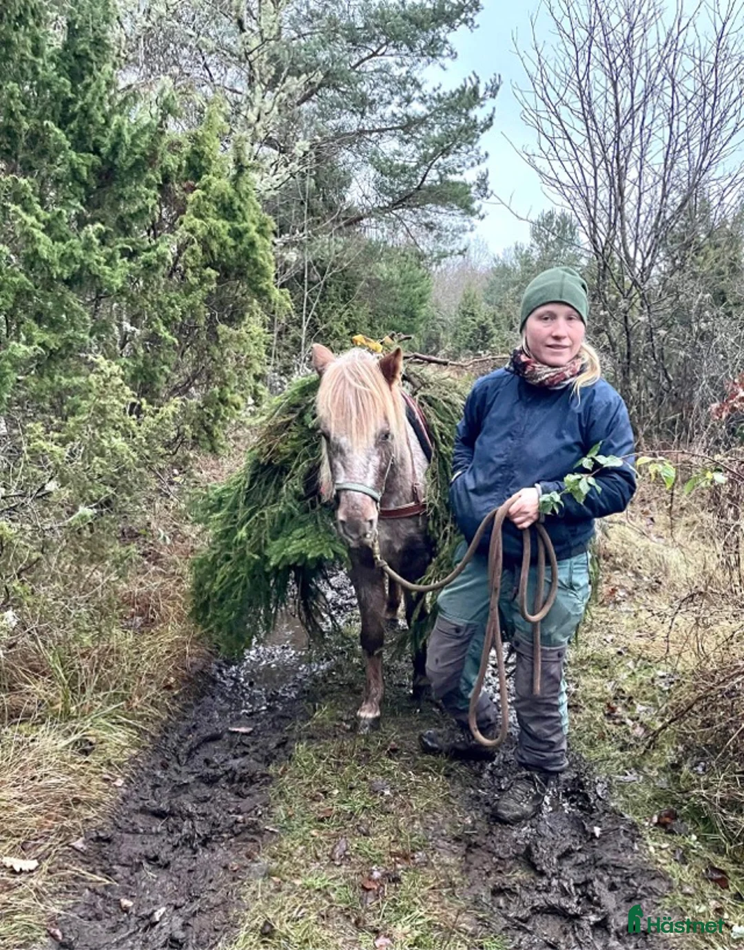  foderhäst finnes: Pigg B-ponny för körning och annat kul  i Hasslö - Annons 5