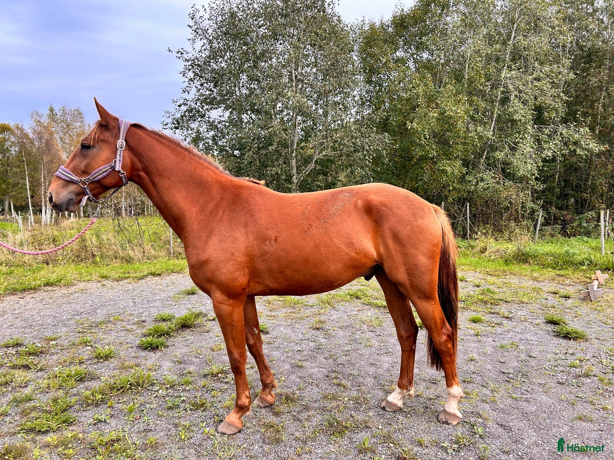  hästar En stjärna för framtiden🤩 - Annons 1