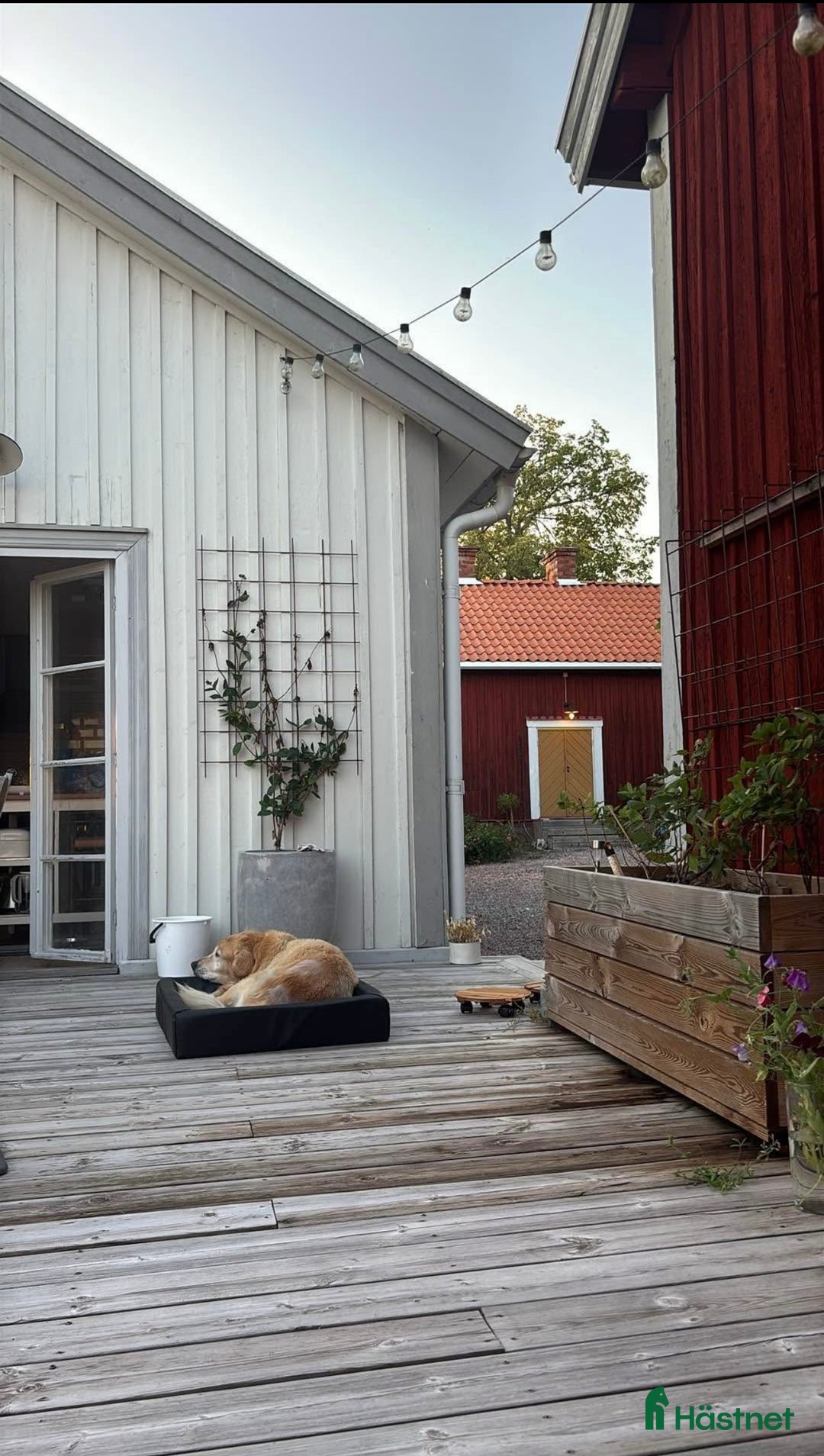  stallplats finnes: Boende m lösdrift o 10 boxar söder om Stockholm i Nyköping - Annons 6